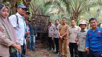 Sumatran Tigers Detectioned, 3 Schools In Lubuk Dalam Were Immediately Closed