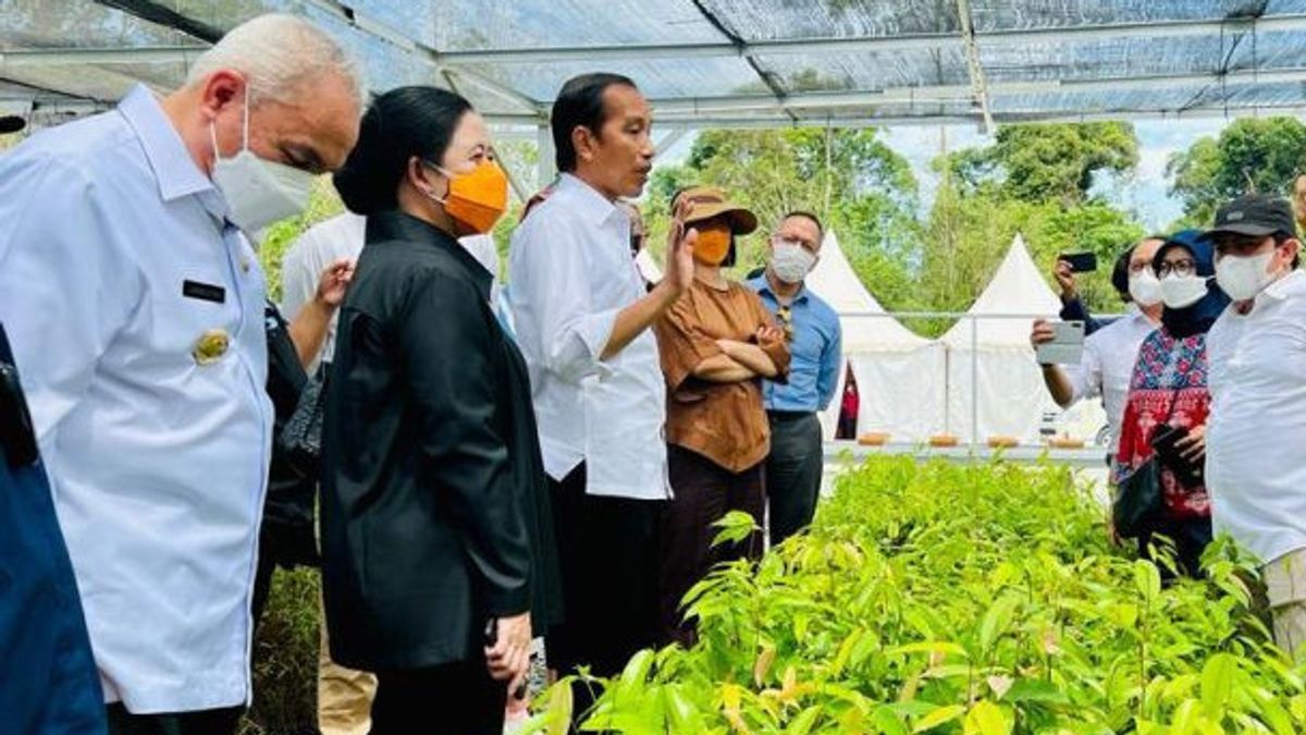 Wait For 15 Million New Seeds, Jokowi Will Expand Nurseries On Kalimantan Island