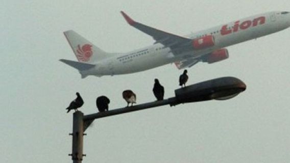 Penggiat Konservasi Paparkan Strategi Tekan Risiko Bird Strike