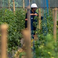 Antam Selamatkan 35 Hektare Lahan Tidur Sekitar Tambang Pongkor