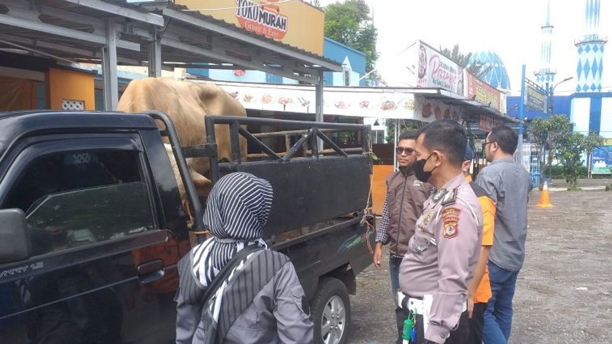 无法出示牲畜健康文件，豪华轿车型奶牛从Cianjur被警察阻止进入苏加武眉