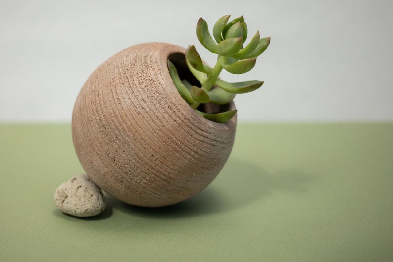 Recommandé 5 Plantes Qui Apportent Fortune Et Chance Selon Le Feng Shui