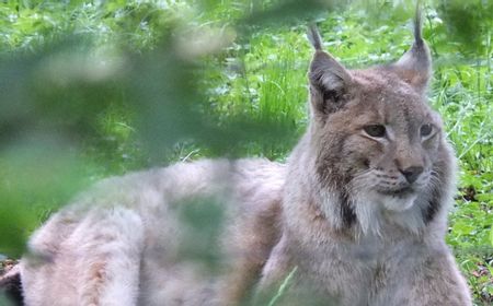 Mengembalikan Lynx Eurasia, Memulihkan Proses Ekologi