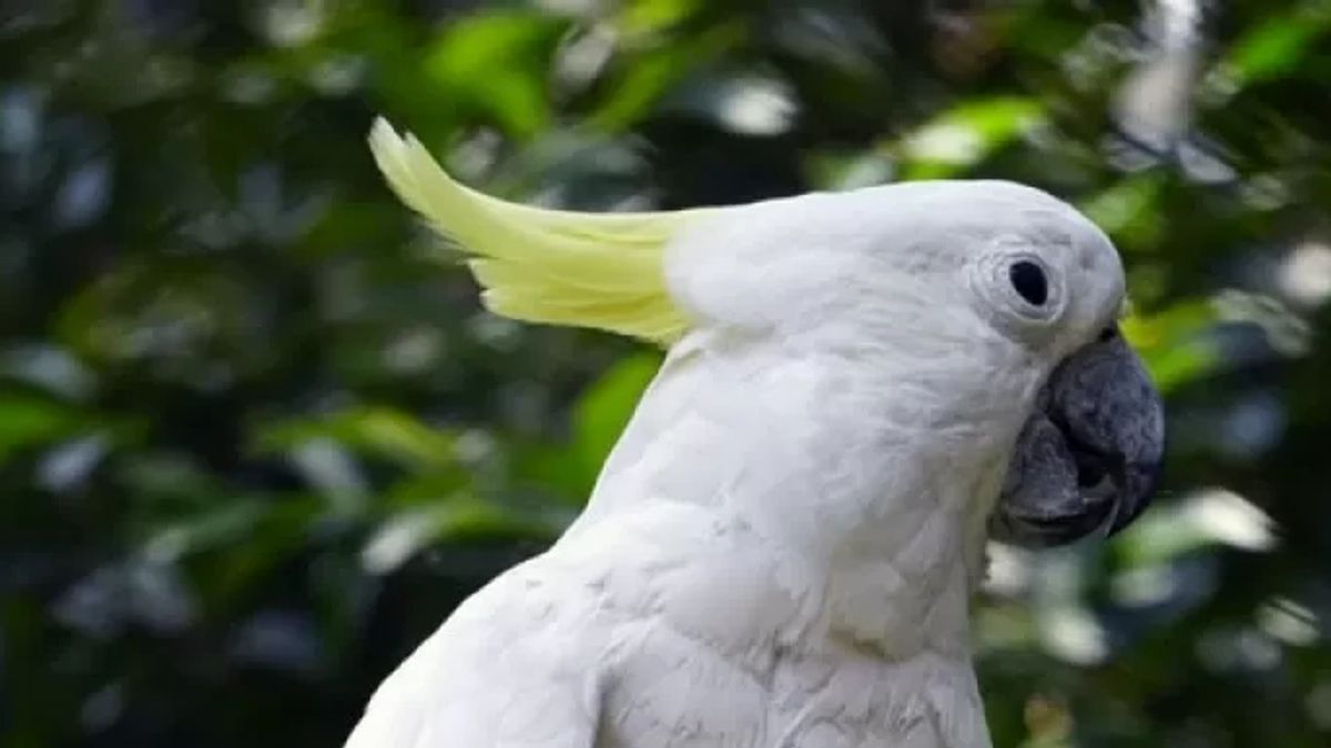 Bandung Police Arrest Man Keeping 40 Rare Birds, There's Yellow-crested Cockatoo