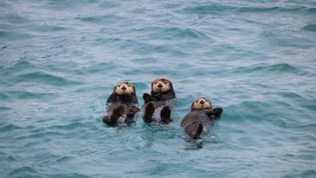 5 Reasons Why Sea Otters Hold Hands When Sleeping