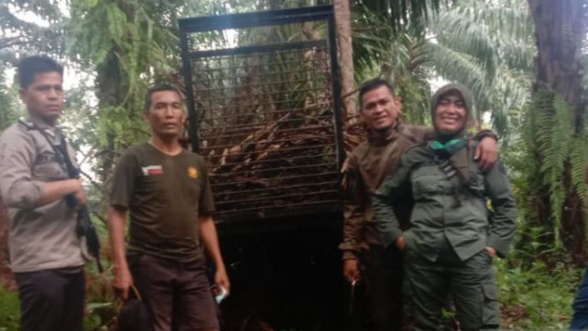 Harimau Mengganas, Lima Sapi Milik Petani Mukomuko Dimangsa