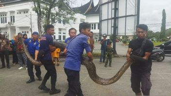 قبل إجلائهم ، يقوم المتعاملون في Solok Sumbar Rawat Pythons بطول 5.5 متر: يستحمون في ماء التنبول ويعطون المشروبات 3 مرات في الأسبوع