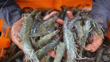 一份报告称,印度尼西亚冷冻虾被污染,贸易部长Setop,同时PT BMS出口到美国