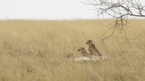 Dinyatakan Punah Tahun 1952, India Bakal Terima Puluhan Cheetah dari Afrika Selatan