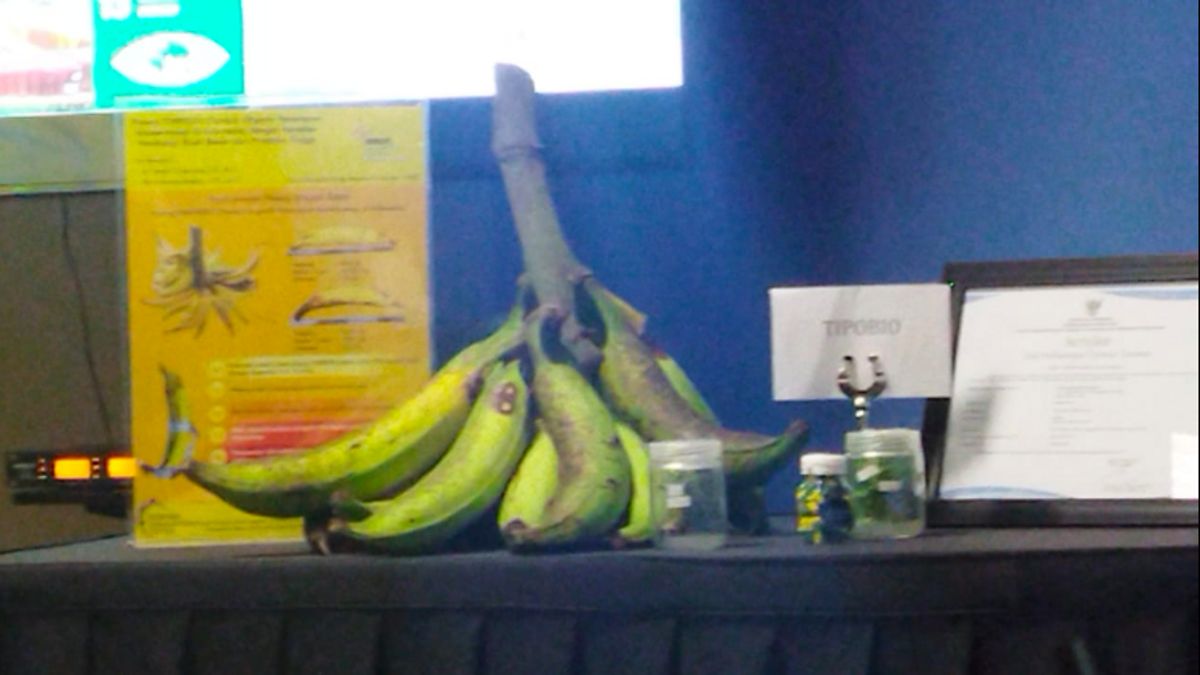 Pisang Torpedo To Keladi Tikus, Two Biotechnology Solutions For Food And Health