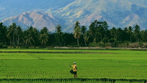 Setelah Gandum, Kini Harga Beras Global Mulai Merangkak Naik