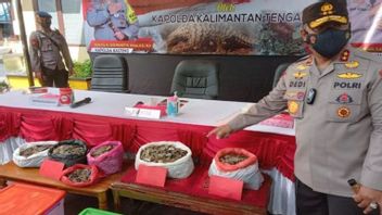 4 Pangolin Scales Sellers In Central Kalimantan Threatened With 5 Years In Prison