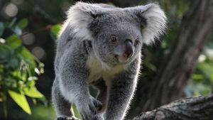 Australia Pertimbangkan Koala sebagai Daftar Spesies yang Terancam Punah