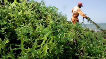 Wakatobi Will Be A Pilot For Downstreaming Seaweed, Here's KKP's Explanation