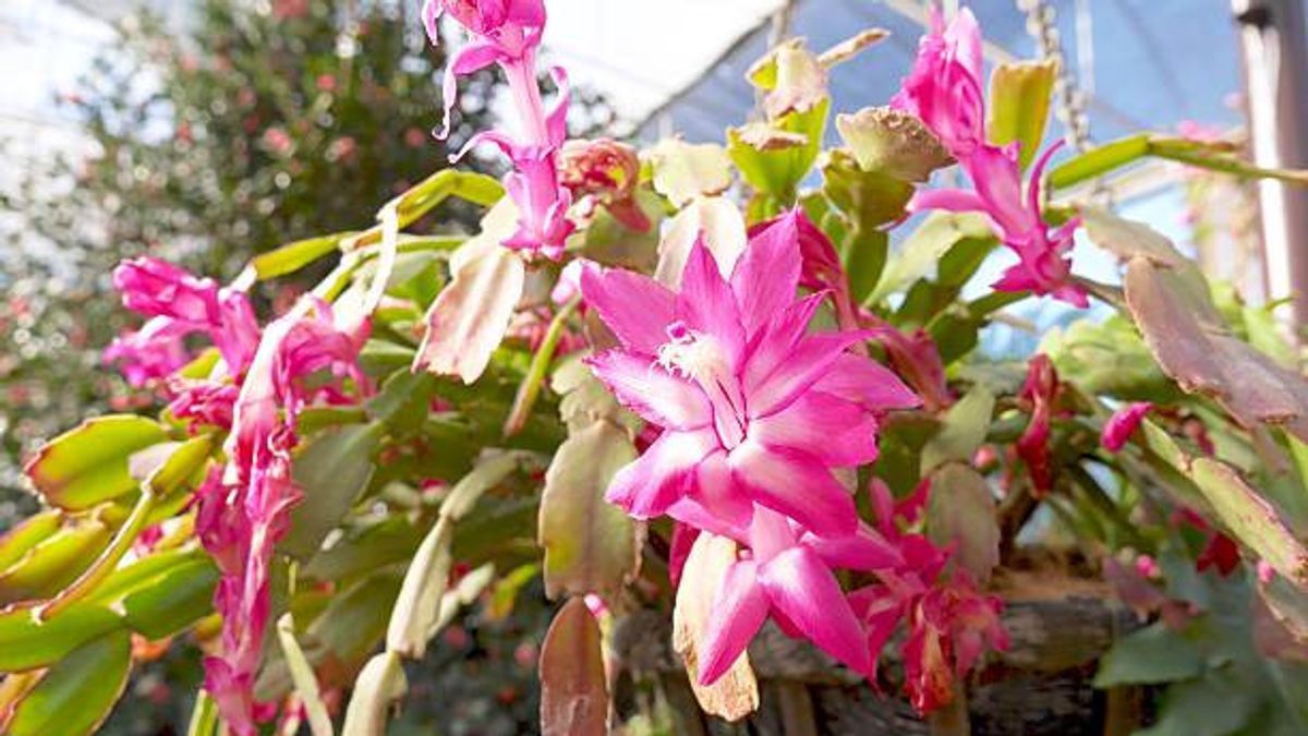 Begini Cara Memelihara Tanaman Hias <i>Indoor</i> Schlumbergera Merah