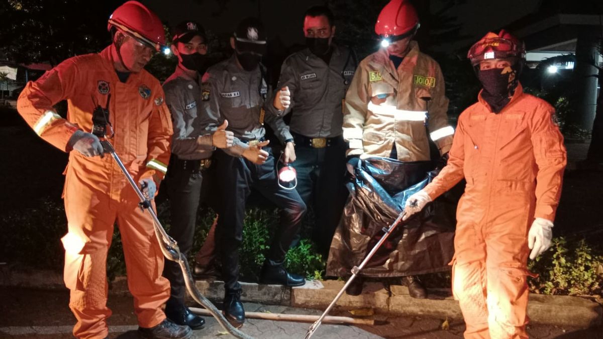 Seekor Ular King Kobra Berukuran Panjang 2 Meter Dievakuasi dari Pondok Kelapa, Jakarta Timur