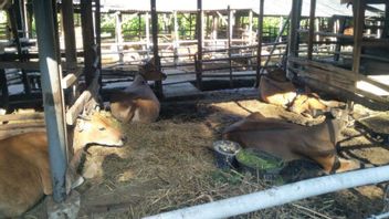 口蹄疫疫情仍“热潮” 明古鲁1，530头牲畜感染口蹄疫