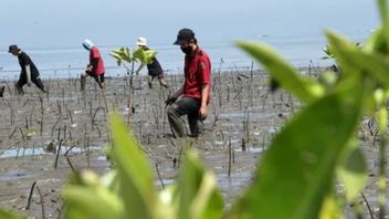 Hutan Mangrove Terbesar itu Salah Satunya Ada di Papua Barat