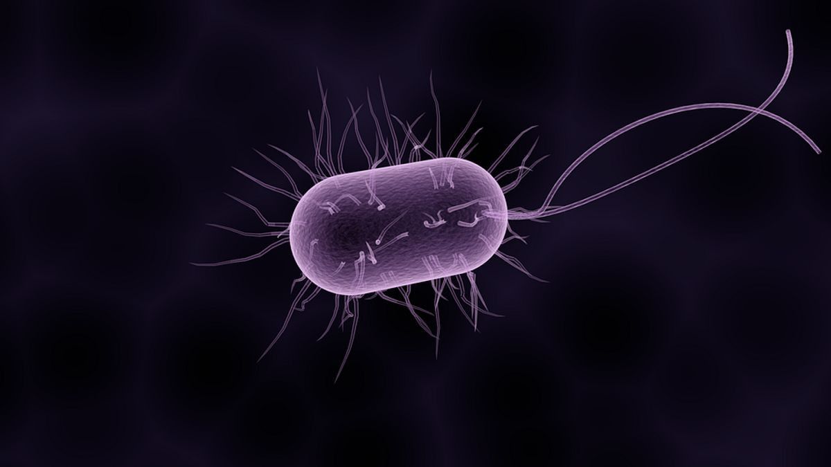 洗手间的7种危险细菌