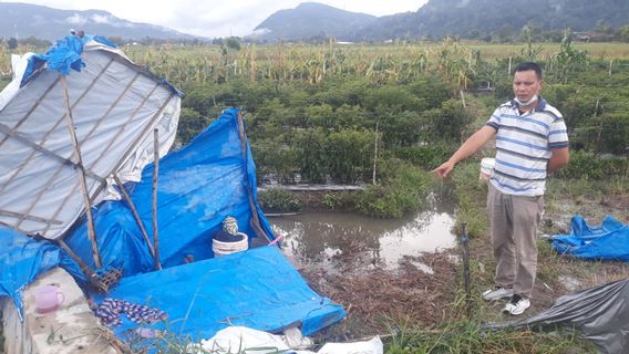 Petik Cabai di Sawah, 2 Warga Tarutung Tewas Tersambar Petir