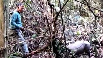 东南苏拉威西自然资源保护局在保护森林巡逻，摧毁82个野生圈套以释放一头鹿猪
