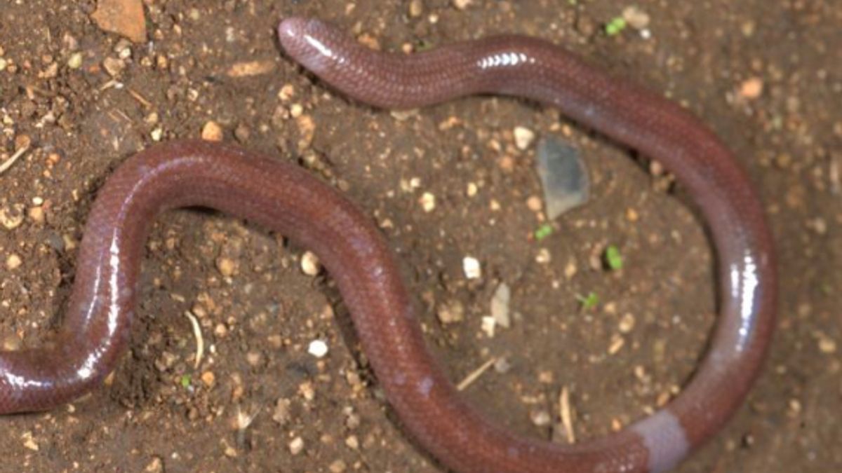 New Blind Capital Species Found On Buton Island