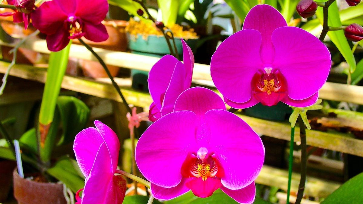 Afin D’être Fertile Et Fleuri, Voici 5 Façons Simples De Prendre Soin De L’orchidée Lune