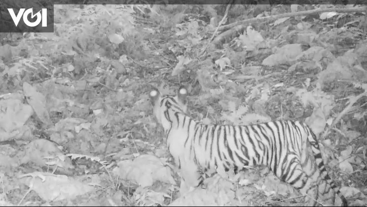 Kabar Baik Harimau Sumatera Tertangkap Kamera Di Taman Nasional Bukit