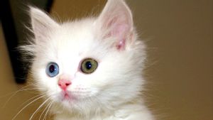 Pusat Penelitian Turki Lepas Adopsi Seratusan Kucing Van yang Unik: Miliki Mata Beda Warna dan Bulu yang Halus