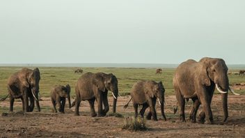 西楠榜大象冲突区和可克利特汉巴特居民
