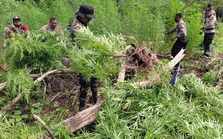 Hijau Subur Tumbuh di Sekitar Kawasan Gunung Seulawah Aceh Besar, Rupanya Tanaman Itu...