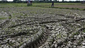 Having Many Water Sources, BSIP Estimates Agriculture In West Java Will Not Be Too Affected By El Nino