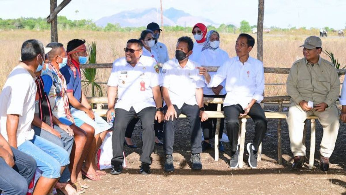 Peternak di Maluku Mengeluh Banyak Kerbau Mati Saat Musim Kemarau, Jokowi Perintahkan Menteri PU Bangun Embung