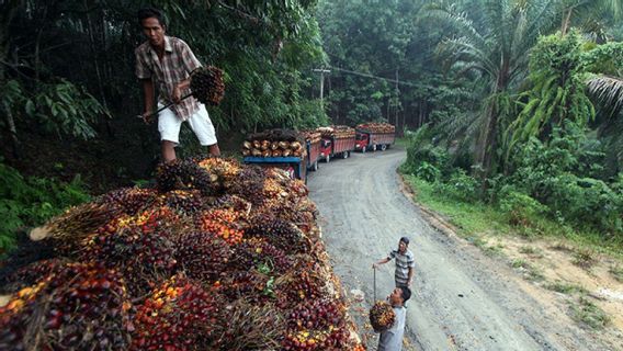 Industri Kelapa Sawit Turut Topang Perekonomian Nasional