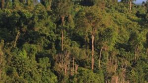  Wakil Ketua DPRD Takalar Sulsel Jadi Tersangka Perusakan Hutan