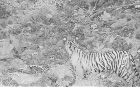 Kabar Baik, Harimau Sumatera Tertangkap Kamera di Taman Nasional Bukit Tiga Puluh