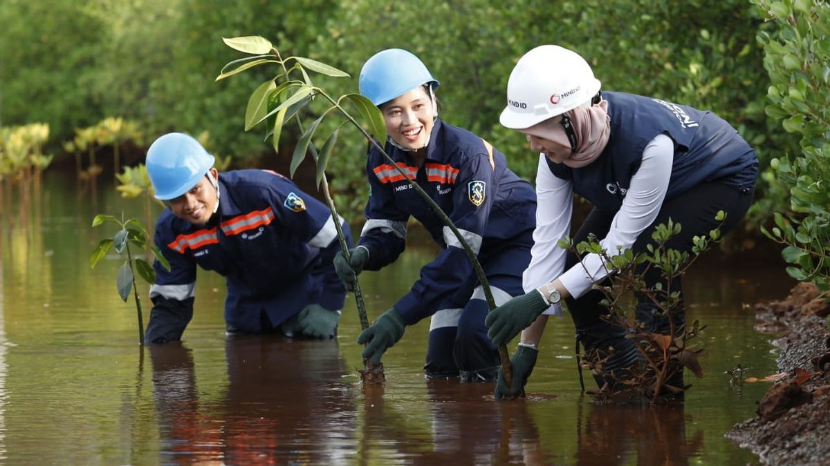 Grup MIND ID Tanam 126.000 Mangrove Sepanjang Tahun 2024