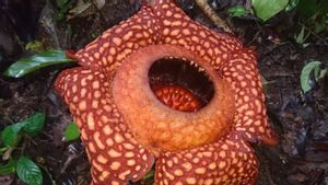 Cantiknya Bunga Rafflesia Arnoldi yang Mekar di Hutan Saniangbaka Solok