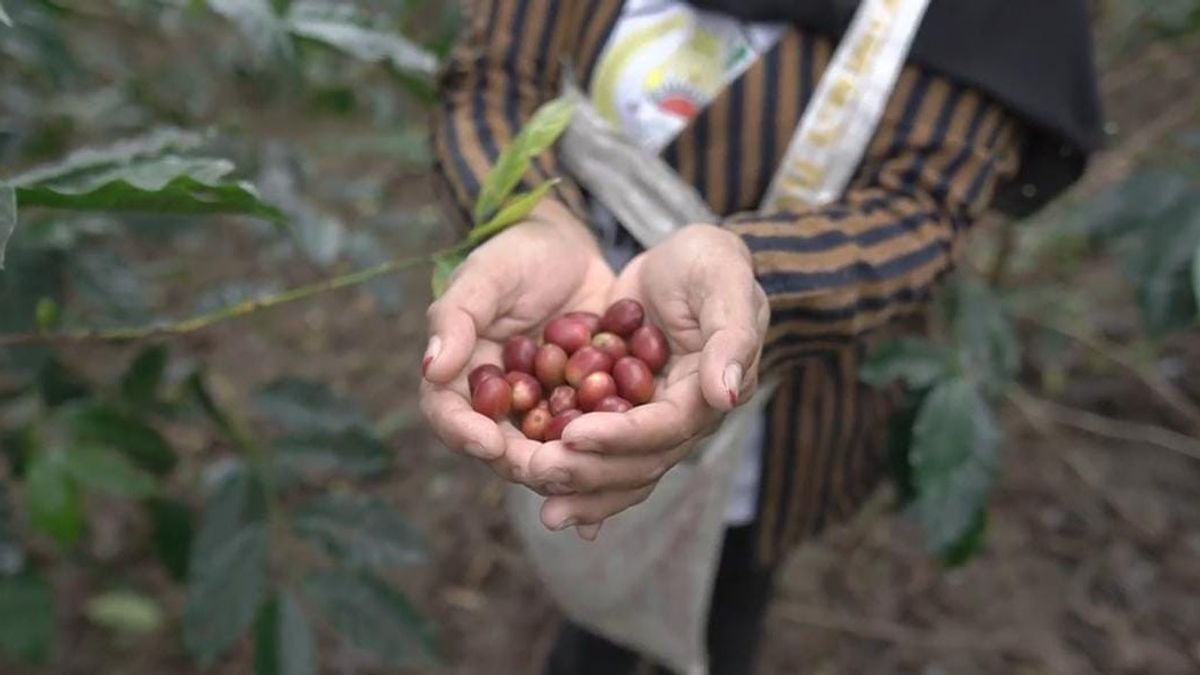The Gayo Coffee Export Couple Government, Called Black Gold That Brings Foreign Exchange