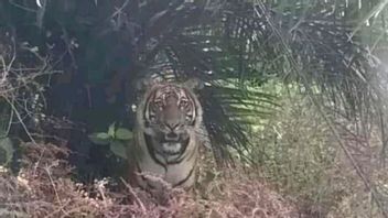 After Sopiana's Death Was Pruned By Tigers In Pelalawan Riau, BKSDA Installs Surveillance Cameras For Identification
