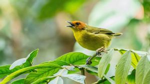 Peneliti Ungkap Manusia Berperan dalam Musnahnya 1.400 Spesies Burung