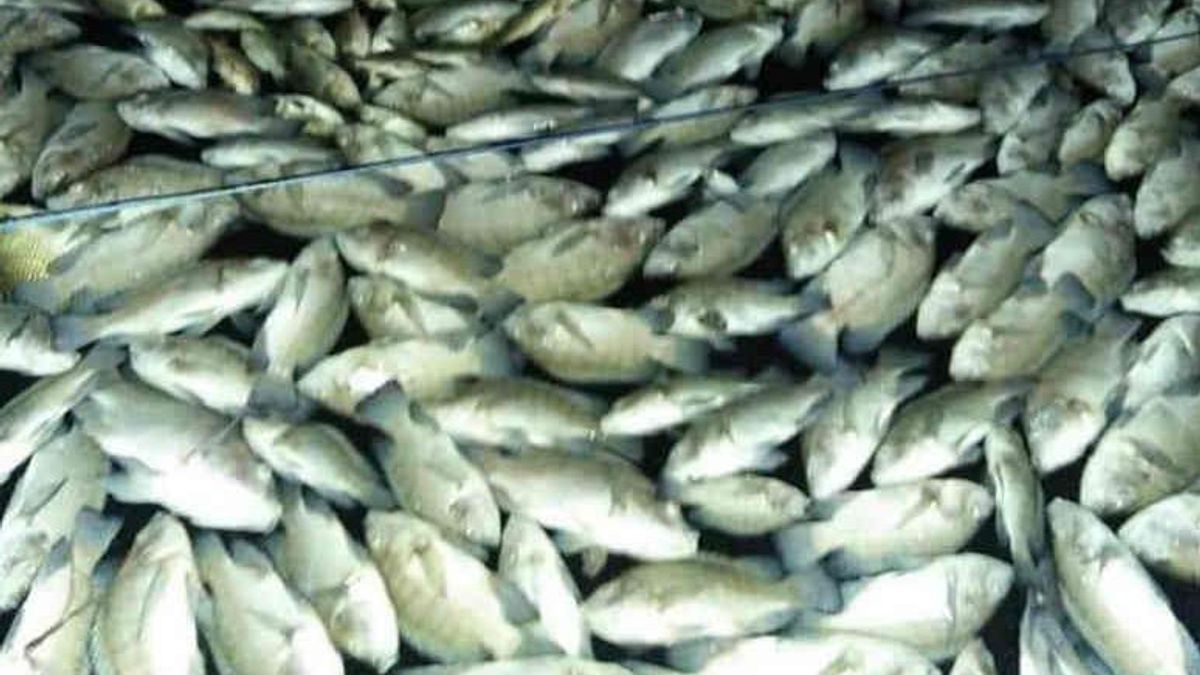 Fenomena Upwelling, Puluhan Ton Ikan di Waduk Darma Kuningan Mati