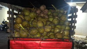 500 Coconut Fruit Thief Gang In Lampung Arrested