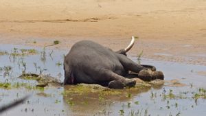 Les éléphants en Afrique du Sud sont en danger d'alimentation et d'eau en danger