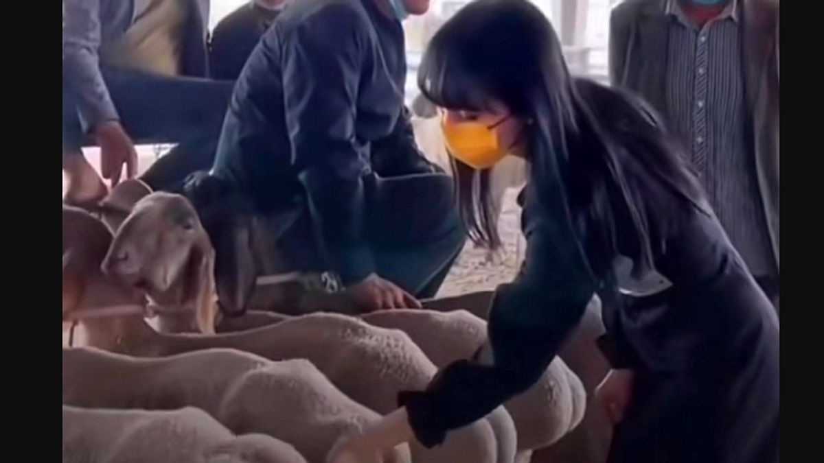 Tren Tepuk Pantat Domba Diminati di China, Dianggap Bisa Meredakan Stres