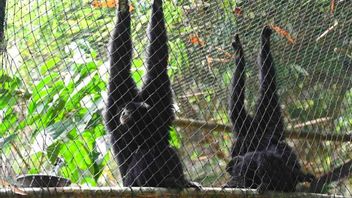 Siamangのリリースは、野生生物保護の取り組みにおける重要なステップです