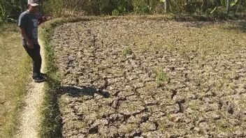 西ジャワ州の大部分では、より速く、より乾燥した干ばつに入ります