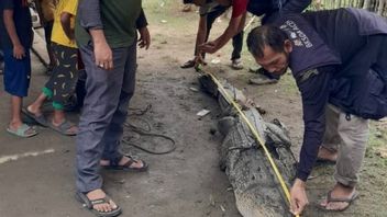 亚齐塔米昂的居民对3米长巨型鳄鱼的发现感到震惊