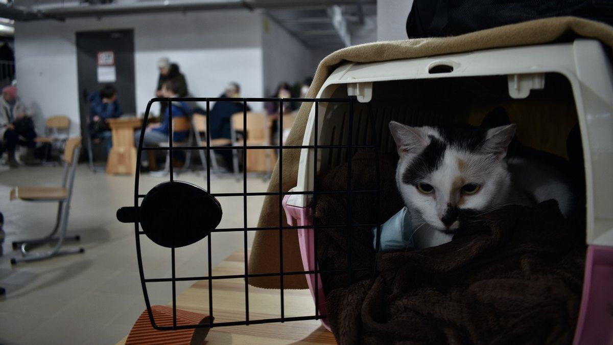 Les compagnies aériennes japonaises autoriseront les passagers à conduire des animaux domestiques à partir du mois prochain