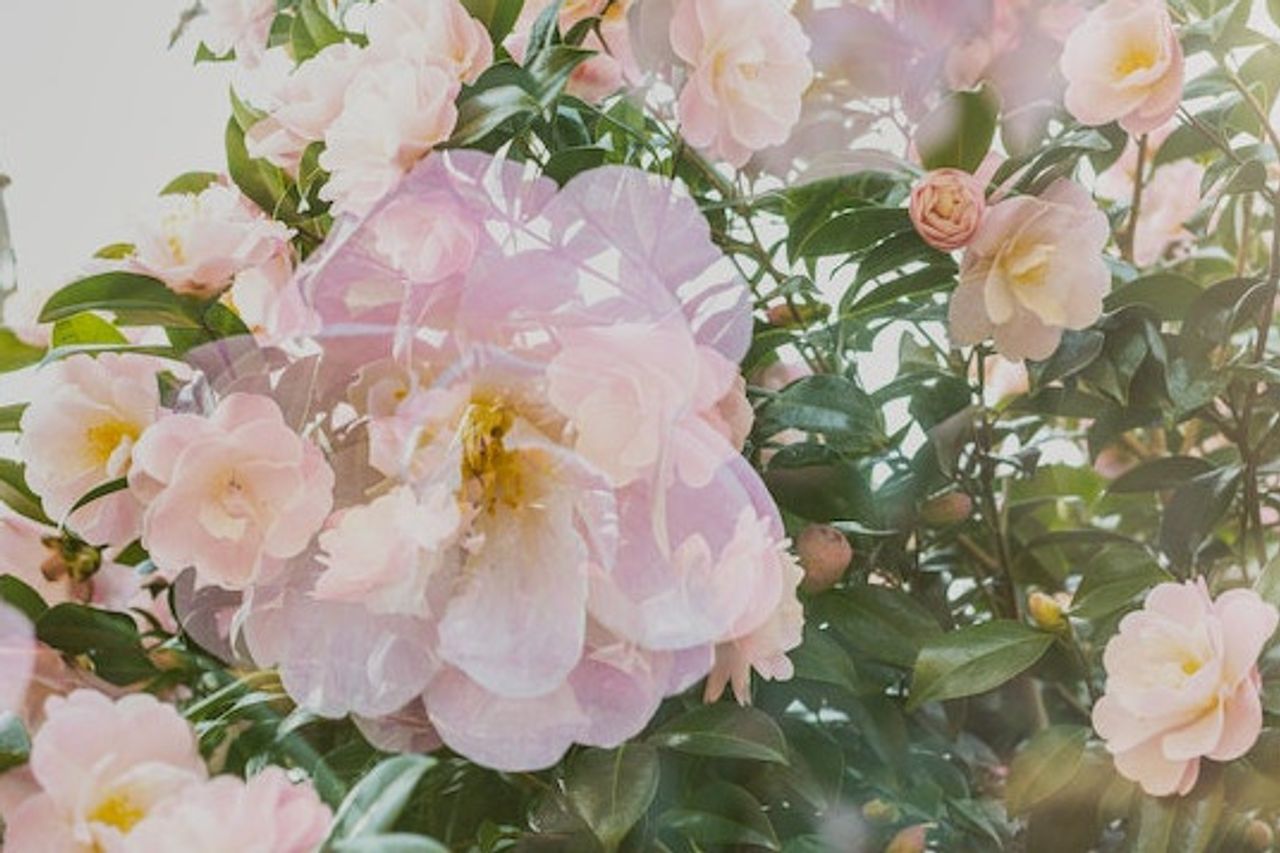 5 Camellia Flower Facts, Coco Chanel Favorite Flower